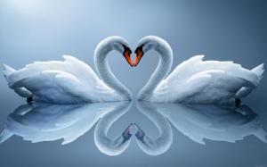 Swan as love heart wallpaper thumb