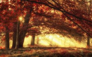 Nature, Landscape, Sun Rays, Forest, Fall, Morning, Magic, Sunlight wallpaper thumb