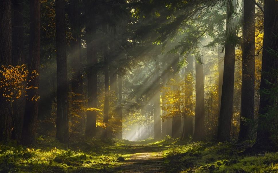 Sun Rays, Morning, Forest, Path, Mist, Nature, Landscape wallpaper,sun rays wallpaper,morning wallpaper,forest wallpaper,path wallpaper,mist wallpaper,nature wallpaper,landscape wallpaper,1230x768 wallpaper