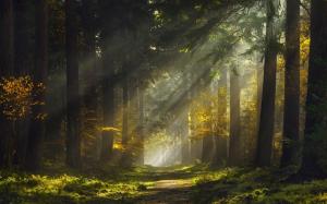 Sun Rays, Morning, Forest, Path, Mist, Nature, Landscape wallpaper thumb