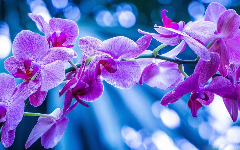Violet Orchid Flowers wallpaper,flowers HD wallpaper,orchid HD wallpaper,violet HD wallpaper,2560x1600 wallpaper