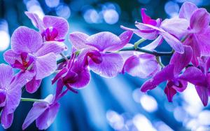 Violet Orchid Flowers wallpaper thumb