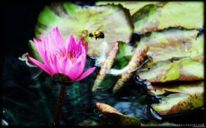 Bee and Waterlily wallpaper thumb
