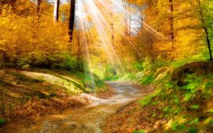 Golden autumn leaves, yellow, forest, trees, walkway, sunlight wallpaper thumb