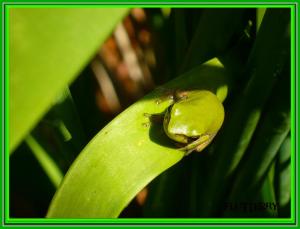 Little Green Friend For Di (greenfroggy) wallpaper thumb