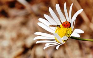 Daisy bee ladybug wallpaper thumb