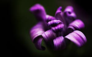 Flower Purple HD wallpaper thumb