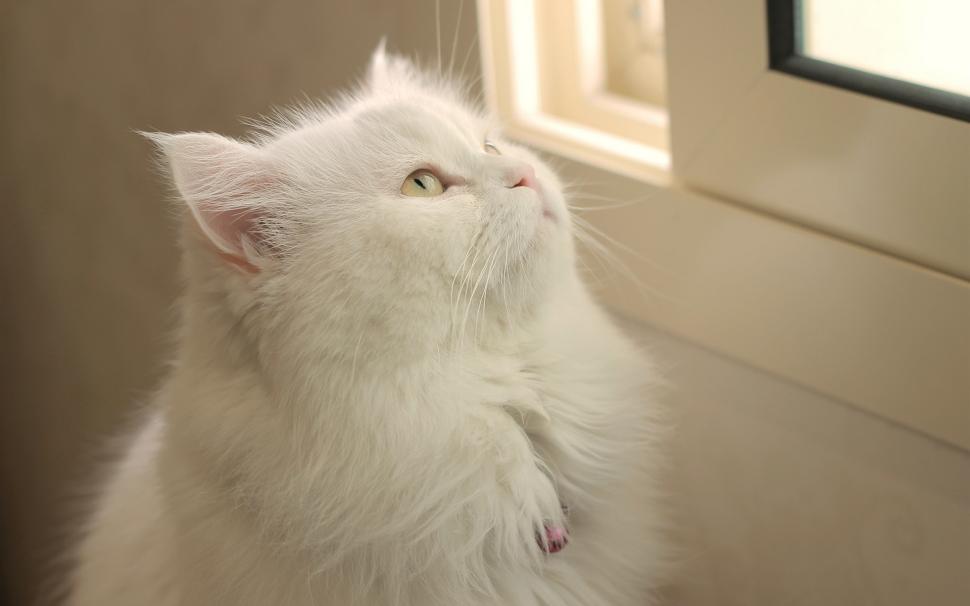 White cat look window wallpaper,White HD wallpaper,Cat HD wallpaper,Look HD wallpaper,Window HD wallpaper,1920x1200 wallpaper
