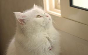 White cat look window wallpaper thumb