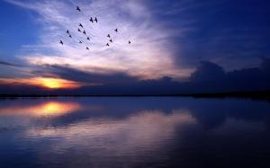 Birds Fly Over The River wallpaper thumb
