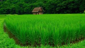 Beautiful Green Rice Field wallpaper thumb