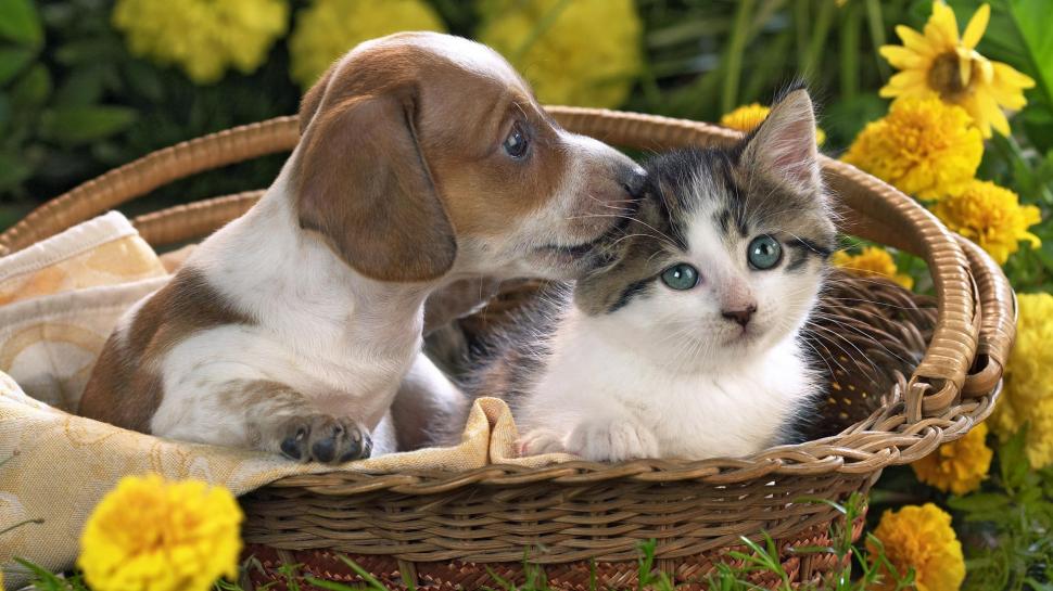 Cute puppy and kitten in the basket wallpaper,Cute HD wallpaper,Puppy HD wallpaper,Kitten HD wallpaper,Basket HD wallpaper,1920x1080 wallpaper