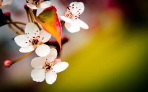 Macro Flower Cherry Blossom HD wallpaper thumb