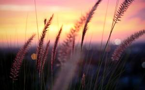 Plant macro photography, sunset, grass, leaves, blur wallpaper thumb