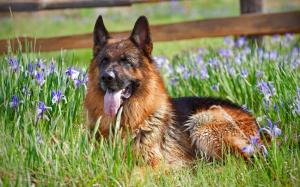 German Shepherd, Dog, Flowers, Grass, Tongue, Animal wallpaper thumb