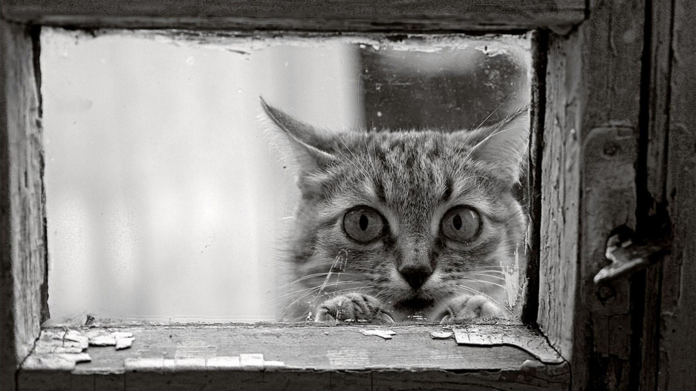 Cat BW Window HD wallpaper | animals | Wallpaper Better