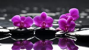 Beautiful Orchid Flower High Definition  For Desktop wallpaper thumb