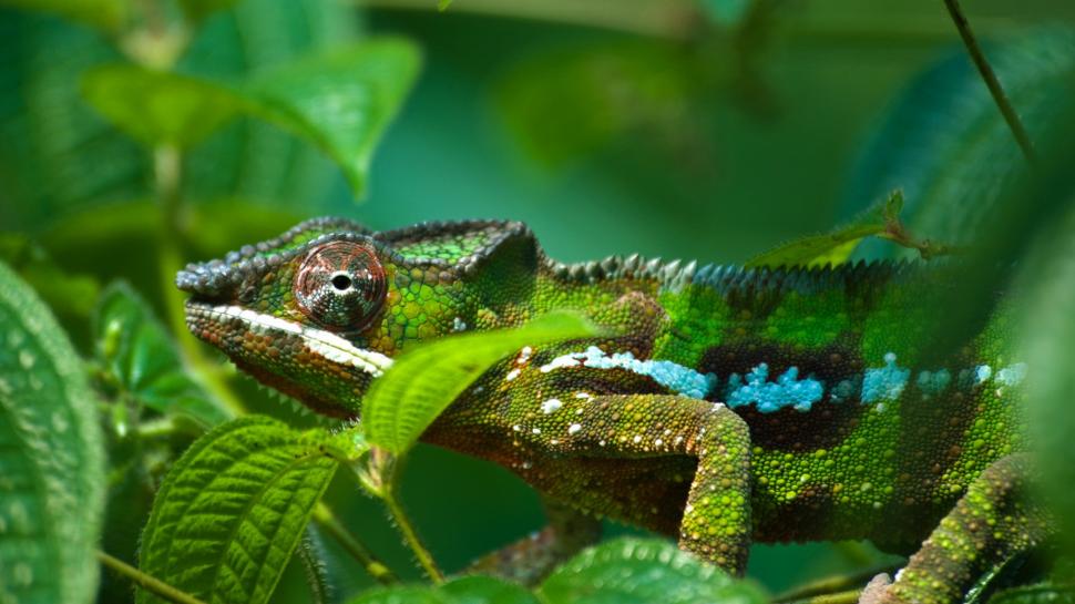 Chameleon with green leaves is difficult to distinguish wallpaper,Chameleon HD wallpaper,Green HD wallpaper,Leaves HD wallpaper,1920x1080 wallpaper