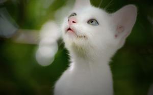 Cute white kitten, look up wallpaper thumb