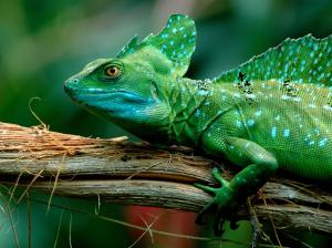 Green lizard, chameleon wallpaper thumb