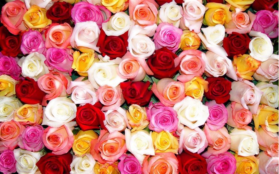 Roses By The Dozen. wallpaper,flower HD wallpaper,rose HD wallpaper,bouquet HD wallpaper,petal HD wallpaper,3d & abstract HD wallpaper,1920x1200 wallpaper