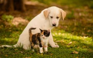 Puppy, Kitten, green, friends, dog, cat, bokeh, animals wallpaper thumb