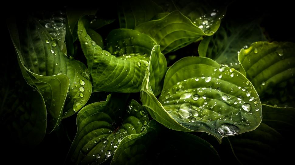 Green leaves close-up, water drops, dew wallpaper,Green HD wallpaper,Leaves HD wallpaper,Water HD wallpaper,Drops HD wallpaper,Dew HD wallpaper,1920x1080 wallpaper