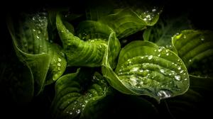Green leaves close-up, water drops, dew wallpaper thumb