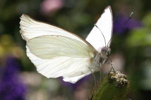 White Butterfly wallpaper thumb
