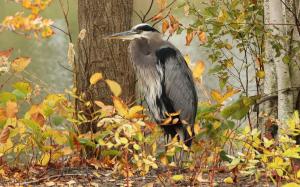 Gray heron, bird, trees, autumn wallpaper thumb