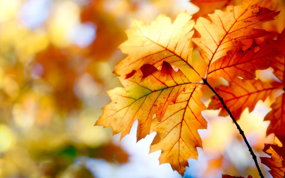 Autumn leaves, bokeh, colors wallpaper,Autumn HD wallpaper,Leaves HD wallpaper,Bokeh HD wallpaper,Colors HD wallpaper,2560x1600 wallpaper