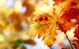 Autumn leaves, bokeh, colors wallpaper thumb