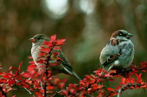 Couple birds on branch wallpaper thumb