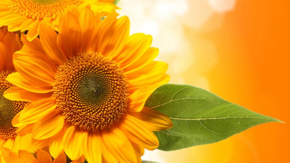 Sunflowers, yellow petals, orange background wallpaper,Sunflowers HD wallpaper,Yellow HD wallpaper,Petals HD wallpaper,Orange HD wallpaper,Background HD wallpaper,3840x2160 wallpaper