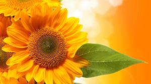 Sunflowers, yellow petals, orange background wallpaper thumb