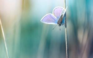Photo Macro Butterfly wallpaper thumb