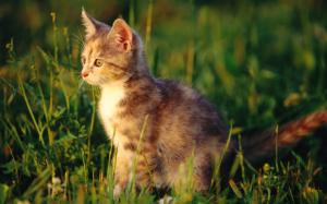 Kitten In Grass wallpaper thumb