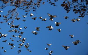 Flying pigeons wallpaper thumb