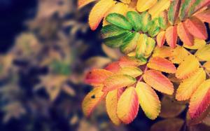 Autumn yellow leaves wallpaper thumb