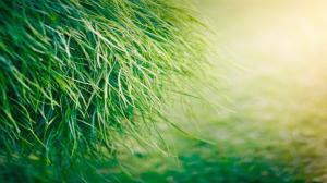 Green grass close-up wallpaper thumb