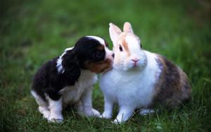 Cute Rabbit and Dog HD wallpaper thumb