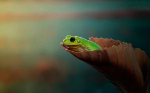 Frog, leaf, bokeh wallpaper thumb