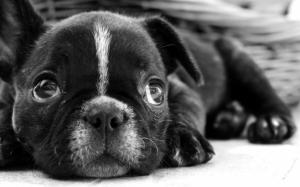 Cute black dog, puppy wallpaper thumb