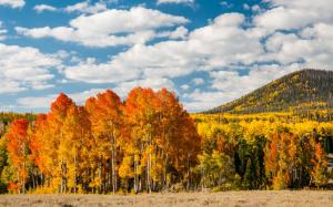 Autumn forest trees, yellow leaves, hill wallpaper thumb