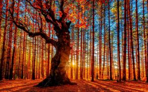 Beautiful autumn sunset forest, trees, red leaves wallpaper thumb