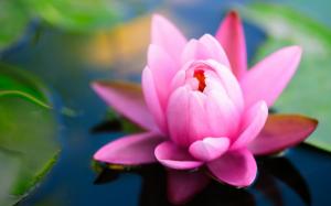 Pink Flower Floating on Water wallpaper thumb
