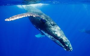 Whale Pictures HD wallpaper thumb