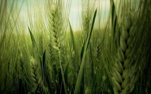 Green Wheat Field wallpaper thumb