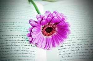 Flower On The Book wallpaper thumb