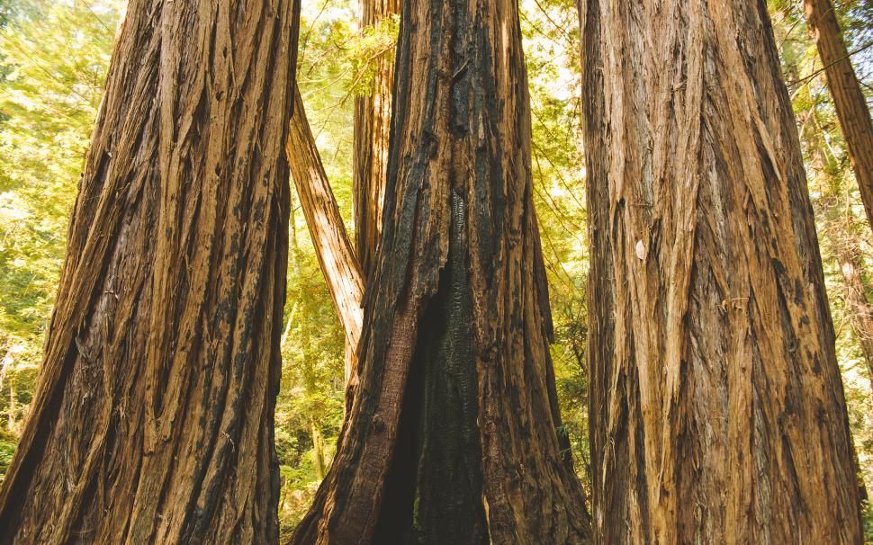 Yosemite Forest Trees Redwood Tree Trunk HD wallpaper,nature HD wallpaper,trees HD wallpaper,forest HD wallpaper,tree HD wallpaper,trunk HD wallpaper,yosemite HD wallpaper,redwood HD wallpaper,2560x1600 wallpaper